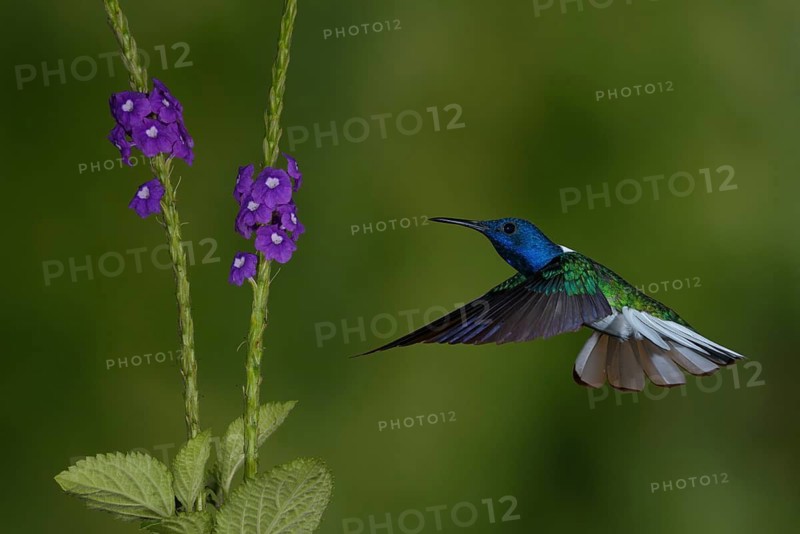 White-necked Jacobin (Florisuga mellivora) - at the Nature Pavilion in La Virgen, Costa Rica