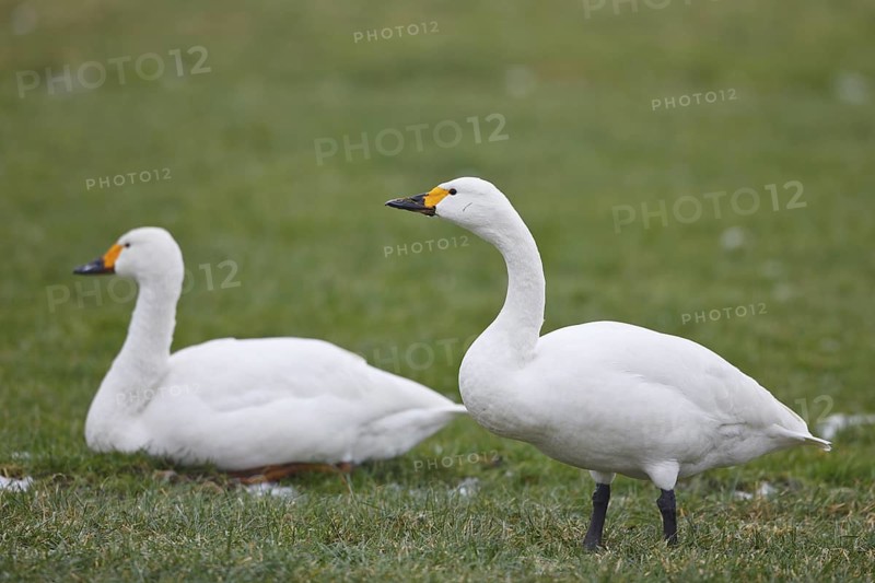 Tundra Swan (Cygnus columbianus bewickii), Netherlands