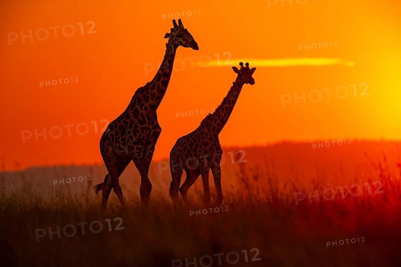Masai giraffe (Giraffa c. tippelskirchi) Masai Mara Kenya