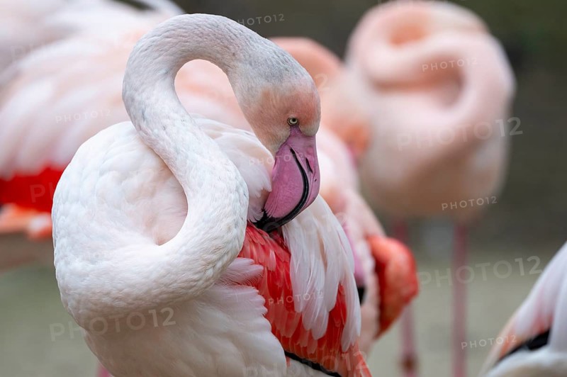 Pink flamingo (Phoenicopterus roseus), captive, preens itself, Schönbrunn Zoo, Vienna, Austria