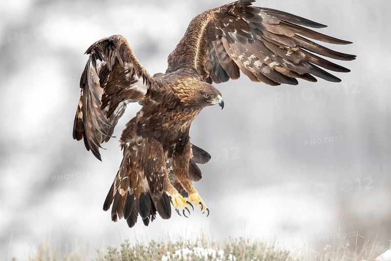 Golden Eagle (Aquila chrysaetos) flying, Madrid, Spain