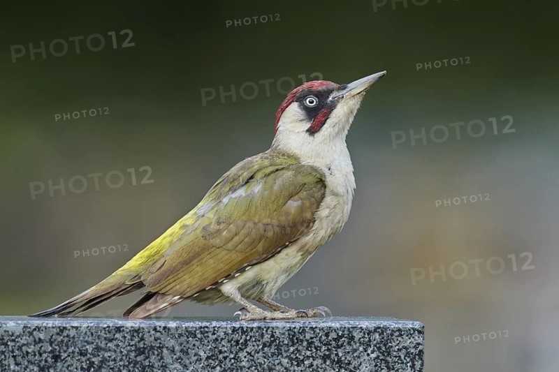 Adult, male; perched; gravestone; cemetery; summer