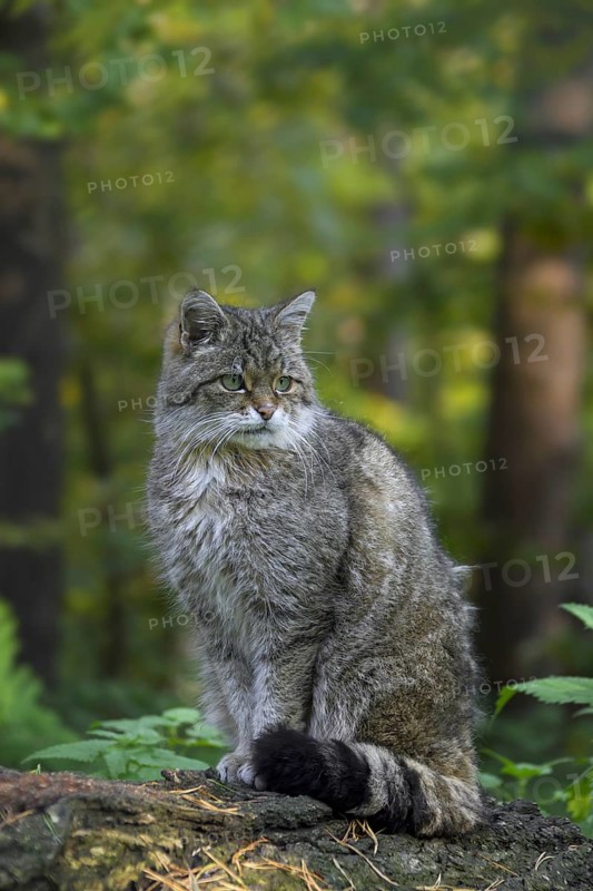 European Wildcat (Felis silvestris silvestris) portrait in forest, Germany