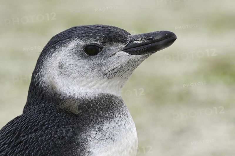 Magellanic Penguin (Spheniscus magellanicus), Falkland Islands