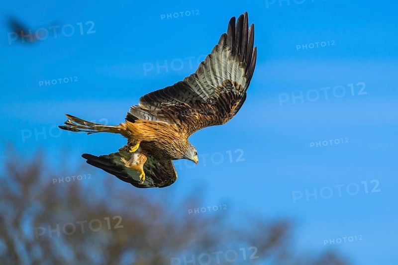 Red Kite, Milvus milvus, bird in flight