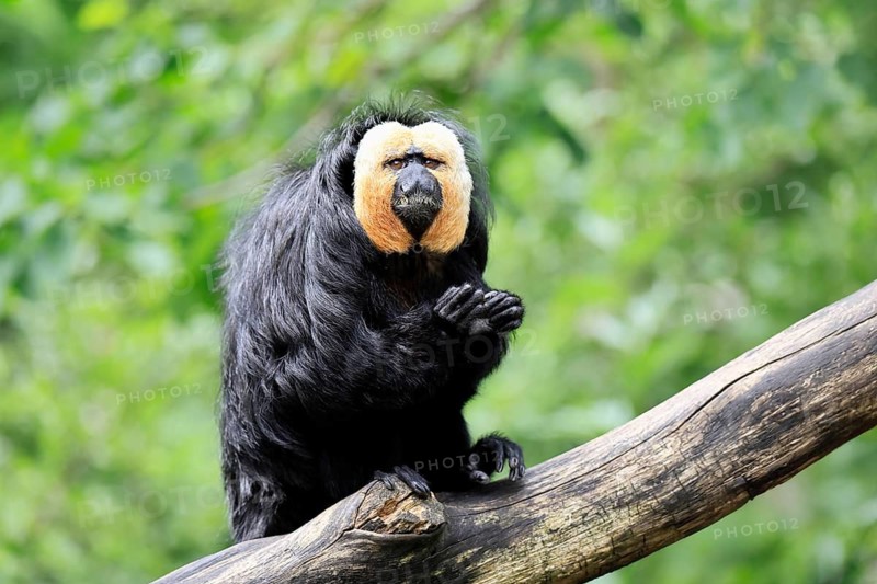 White-headed Saki (Pithecia pithecia), adult, on tree, male, vigilant, South America