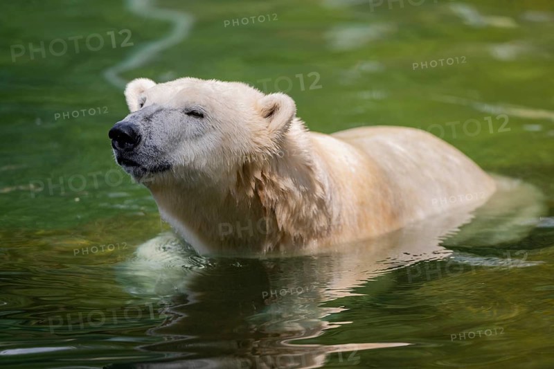 Polar bear (Ursus maritimus) swimming in the water, captive, Germany