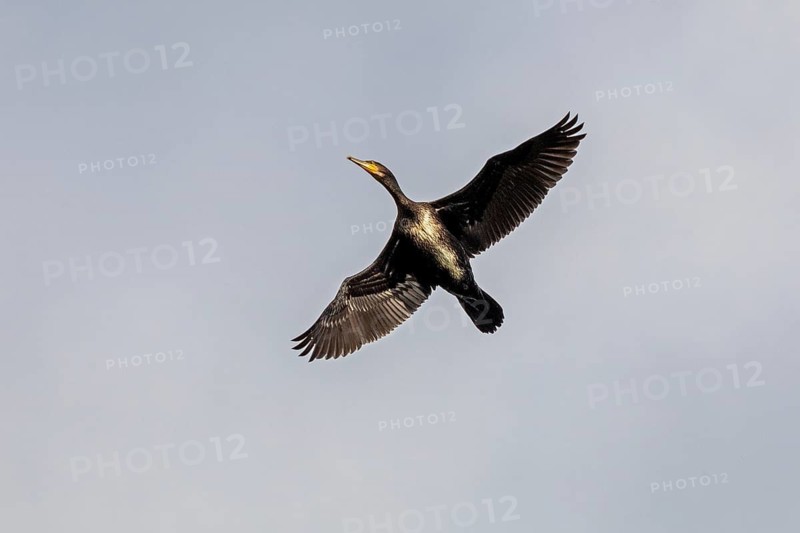 Flying cormorant, Geltinger Birk, Schleswig-Holstein, Germany