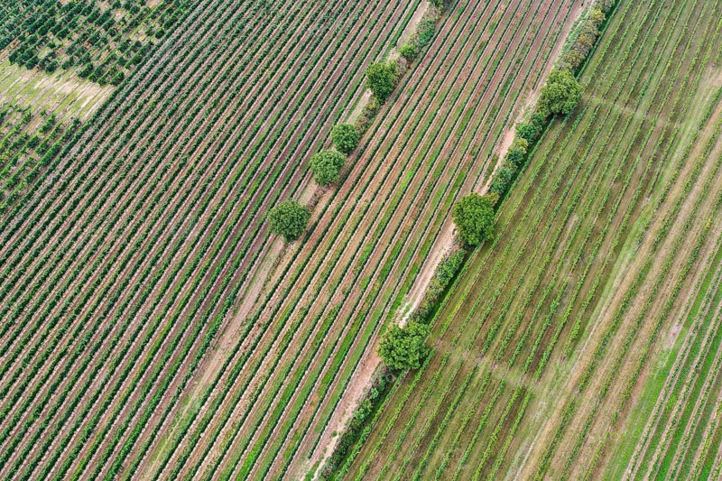 Aerial view, landscape with vineyard, Weinviertel, Hadres, Lower Austria, Austria