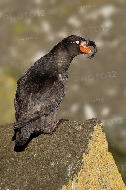 Crested Auklet (Aethia cristatella), Alaska, USA