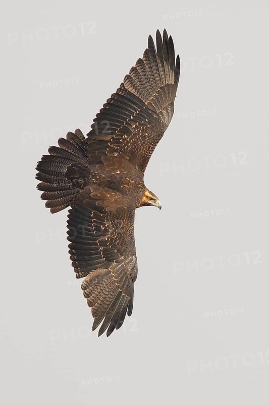 Black-chested Buzzard-Eagle (Geranoaetus melanoleucus) juvenile flying, Santiago Metropolitan, Chile