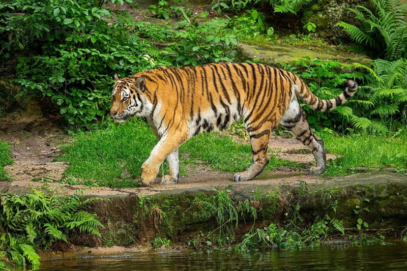 Siberian tiger or Amur tiger (Panthera tigris altaica) walking on the ground, Bavaria, Germany