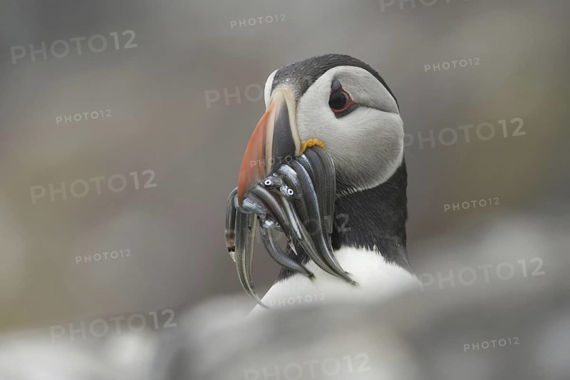 Atlantic Puffin (Fratercula arctica), Scotland, United Kingdom
