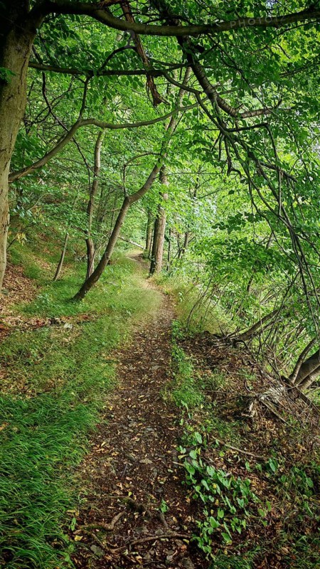 A winding forest trail under thick foliage, inviting and peaceful, Hohenwarte Reservoir trail, hiking in the Thuringian Slate Mountains nature park Park, Thuringian Sea, Thuringia