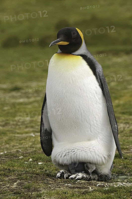 King Penguin (Aptenodytes patagonicus), Falkland Islands
