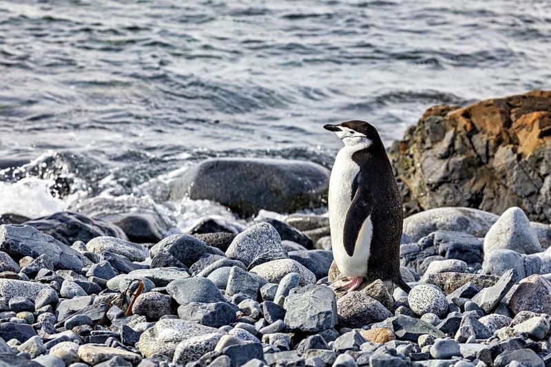 A lone penguin stands on a rocky coastal area overlooking the sea, chinstrap penguin (Pygoscelis antarctica) in Antarctica