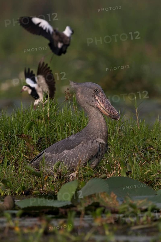 Shoebill (Balaeniceps rex) foraging, Lake Albert, Uganda