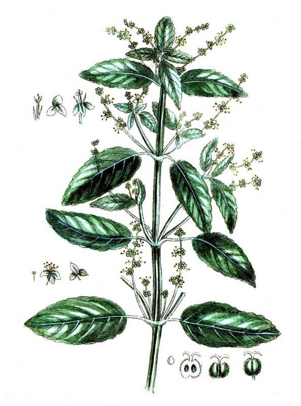 Mercurialis annua, Annual mercury, digital reproduction of a historical original, between 1790 and 1810