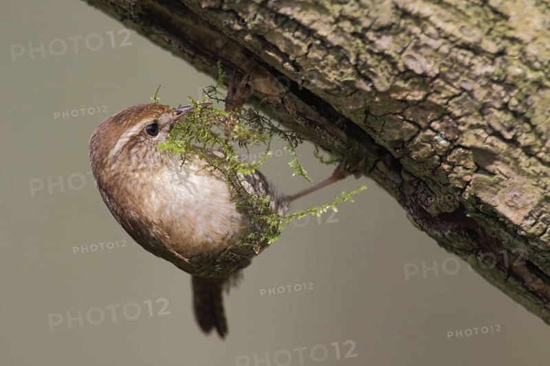 Eurasian Wren (Troglodytes troglodytes), North Rhine-Westphalia, Germany