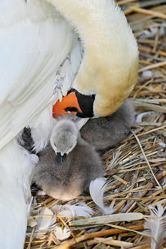 Mute swan (Cygnus olor), female with two chicks sitting on nest, Cham, Lake Zug, Canton Zug, Switzerland