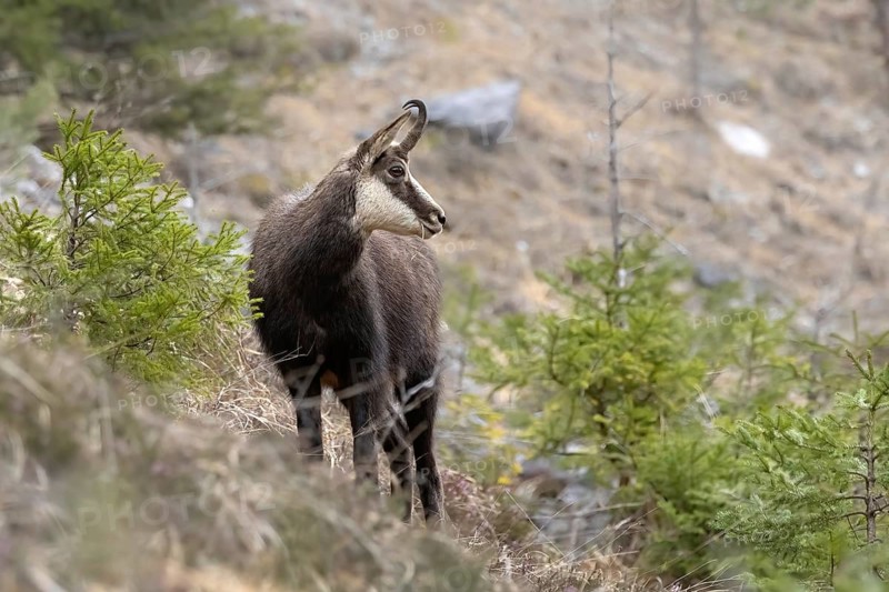 Chamois (Rupicapra rupicapra), Austria, Upper Austria, Totes Gebirge