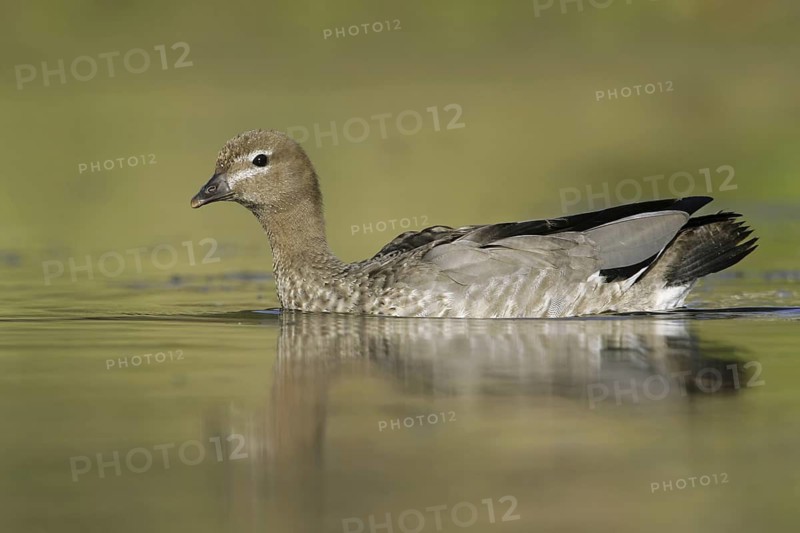 Maned Duck (Chenonetta jubata), Australia