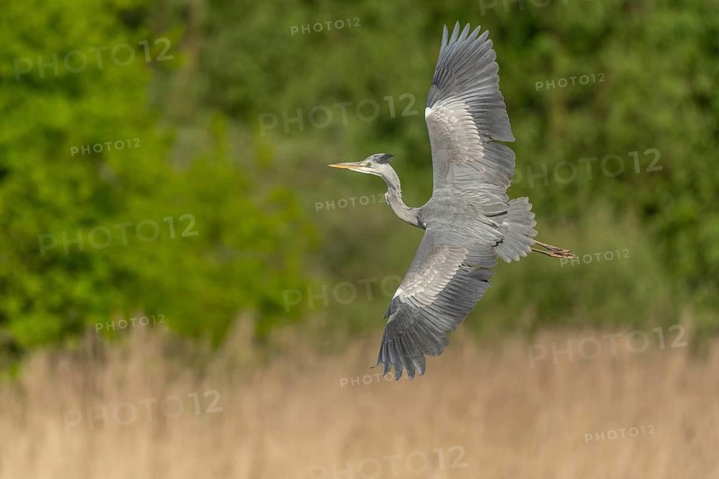 Grey heron (Ardea cinerea) in flight. Lower Rhine, Alsace, France
