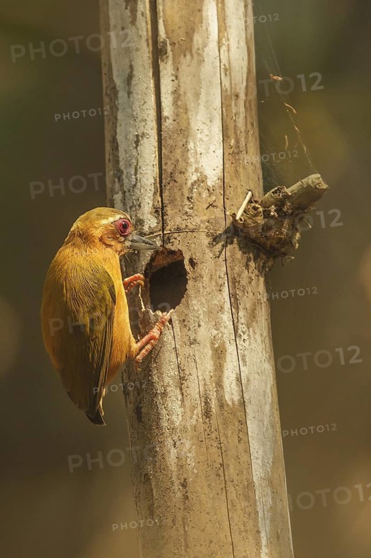 White-browed Piculet (Sasia ochracea), Doi Ang Khang, Thailand
