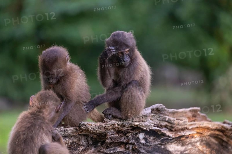 Three baby Gelada (Theropithecus gelada), or bleeding-heart monkey playing on a log. A green forest in the background