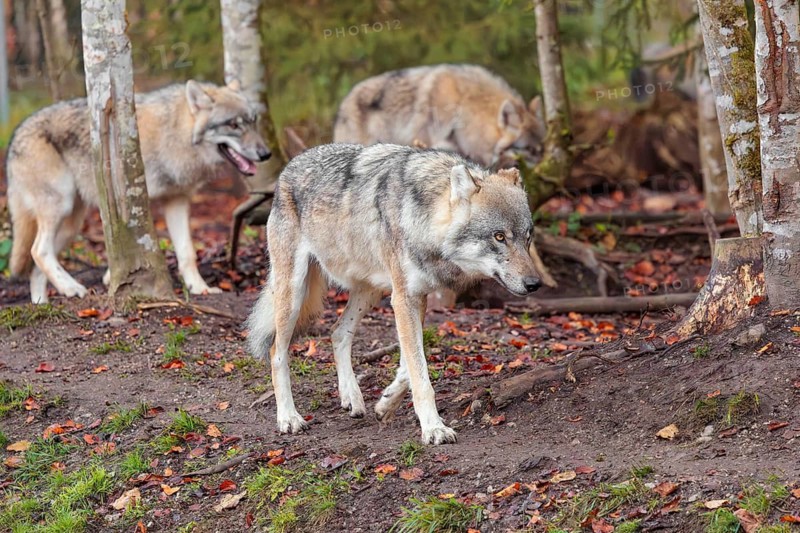 A pack of grey wolves (Canis lupus lupus) run along the edge of a forest on an overcast day