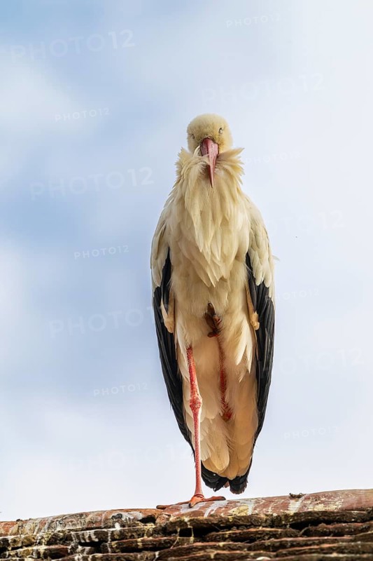 A white stork (Ciconia ciconia) is standing on one leg on the roof of a house, Affenberg Salem, Lake Constance region, Baden-Württemberg, Germany