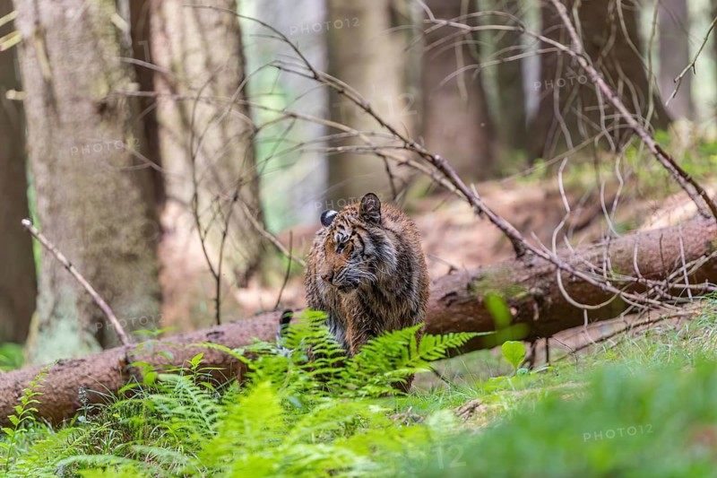 One young female Siberian Tiger, Panthera tigris altaica, crossing a creek deep in a forest over a natural bridge, a fallen tree