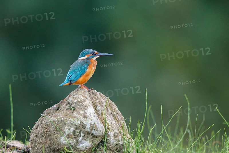Common Kingfisher (Alcedo atthis) male perched on a stone, North Rhine-Westphalia, Germany