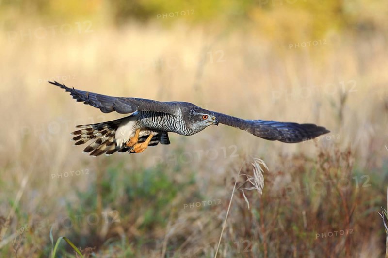 Habicht, lat. Accipiter gentilis, im niedrigen Flug über einer Wiese im Abendlicht