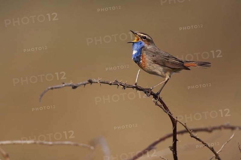 Bluethroat (Luscinia svecica cyanecula) male singing, Texel, Netherlands