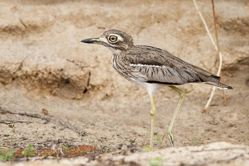 Water Thick-knee (Burhinus vermiculatus), Okavango-Delta, Botswana