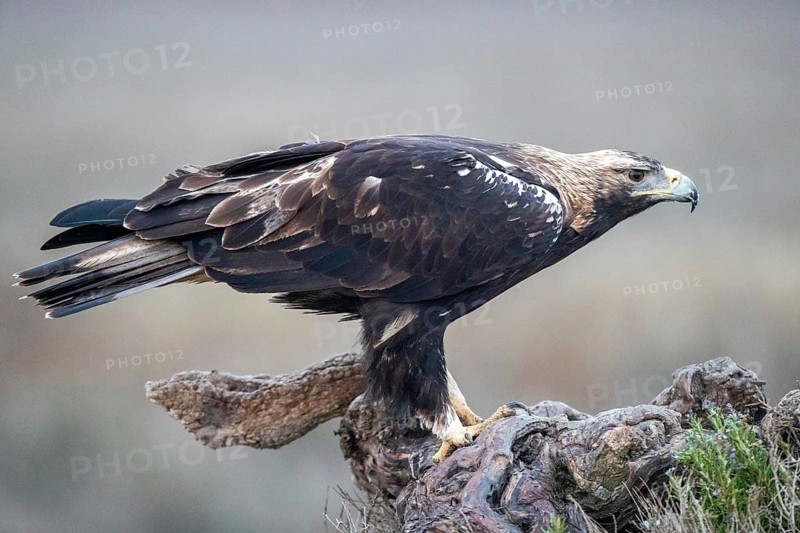 Spanish Imperial Eagle (Aquila adalberti), Castile-La Mancha, Spain