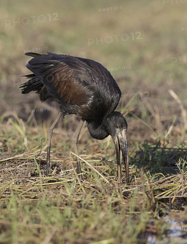 African Openbill (Anastomus lamelligerus) foraging, Chobe, Botswana