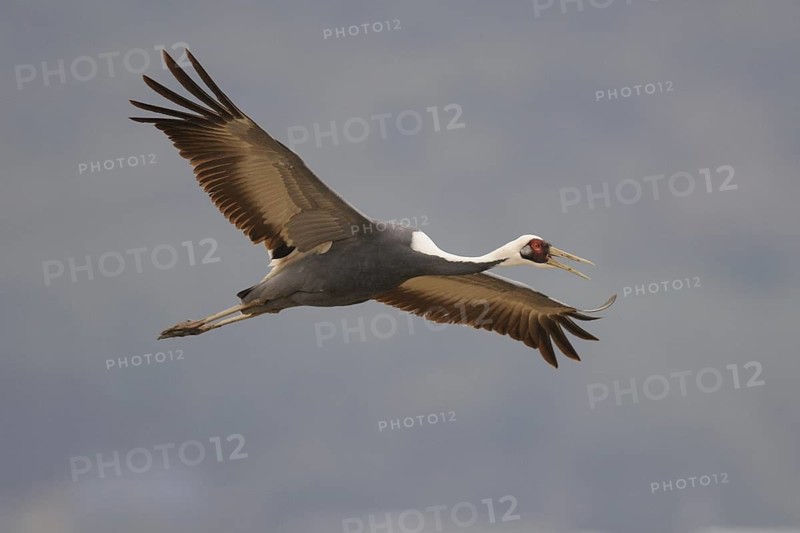 White-naped Crane (Antigone vipio) flying, Arasaki, Japan