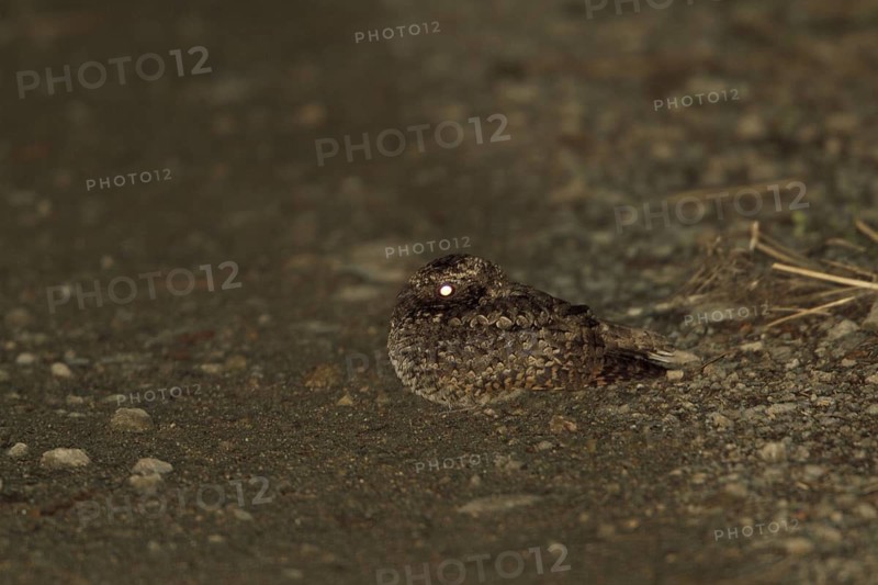 Common Poorwill (Phalaenoptilus nuttallii), British Columbia, Canada