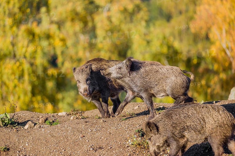 Two wild boars or wild pigs (Sus scrofa) fight in a clearing on hilly terrain. In the background you can see a forest in the fall foliage