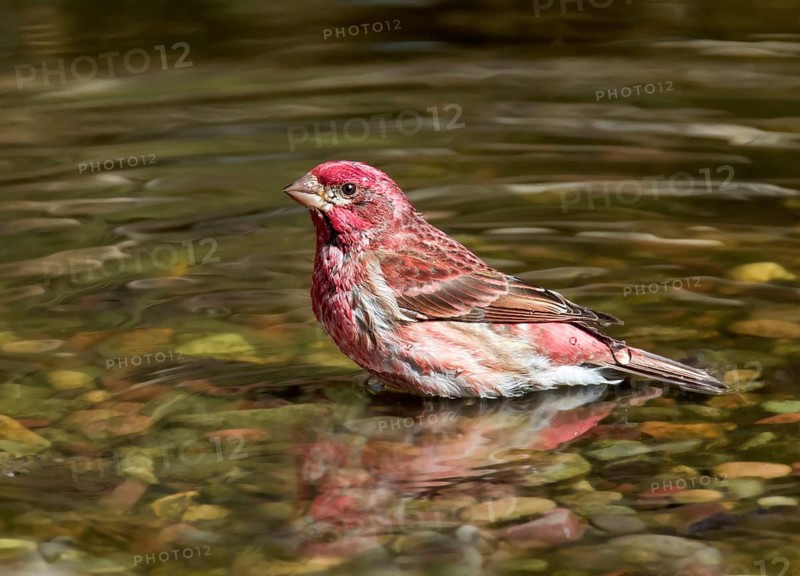 A male Purple Finch (Haemorhous purpureus), bathes in a backyard pond in Saskatoon, Saskatchewan