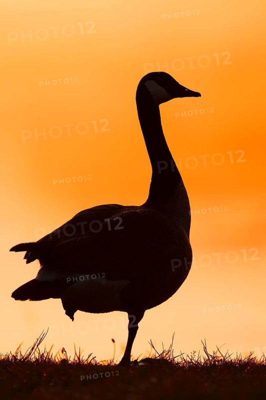 A Canada goose (Branta canadensis) stands on the bank at sunrise, silhouette, North Rhine-Westphalia, Germany