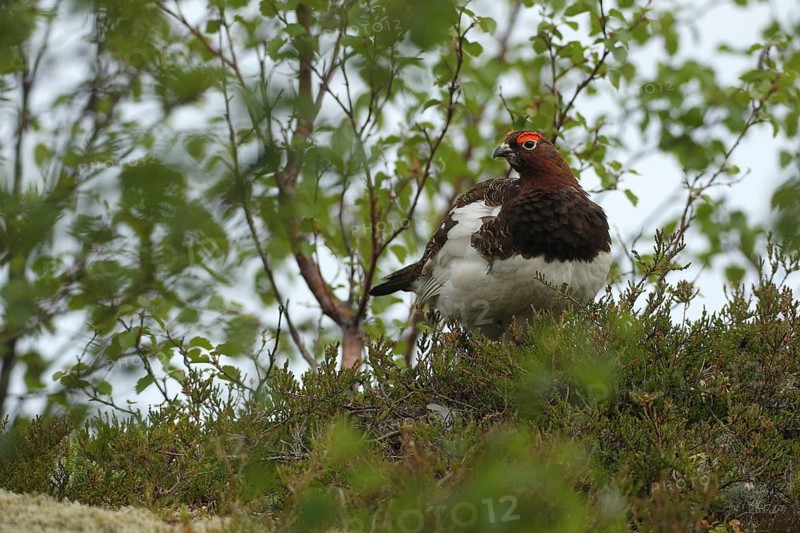 Willow ptarmigan (Lagopus lagopus) securing cock, Lofoten, Norway, Scandinavia