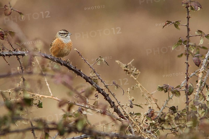 Rock Bunting (Emberiza cia), perched on a wild blackberry, Galicia, Spain
