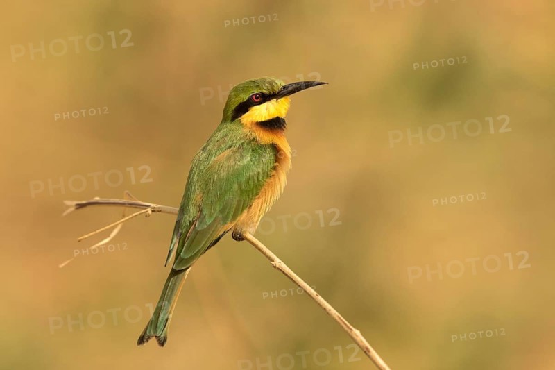 Little Bee-eater (Merops pusillus), Gambia