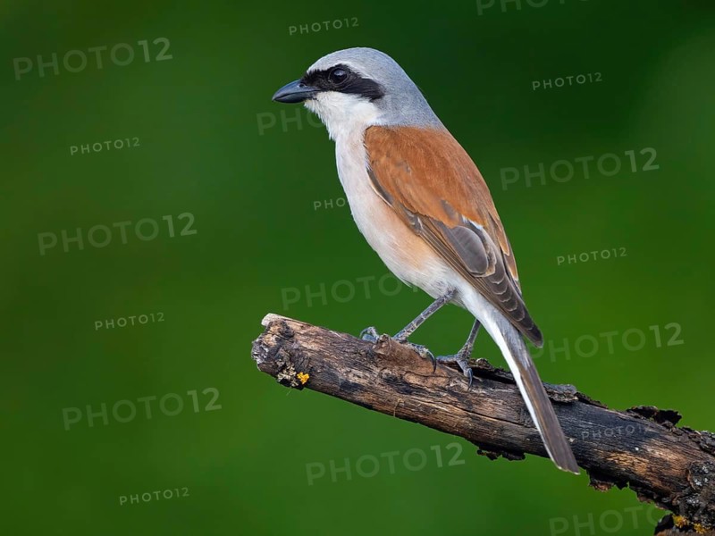 Red-backed shrike, red-backed shrike, thorn-backed shrike, family of shrikes, (Lanius collurio), male, Hockenheim, Baden-Württemberg, Germany