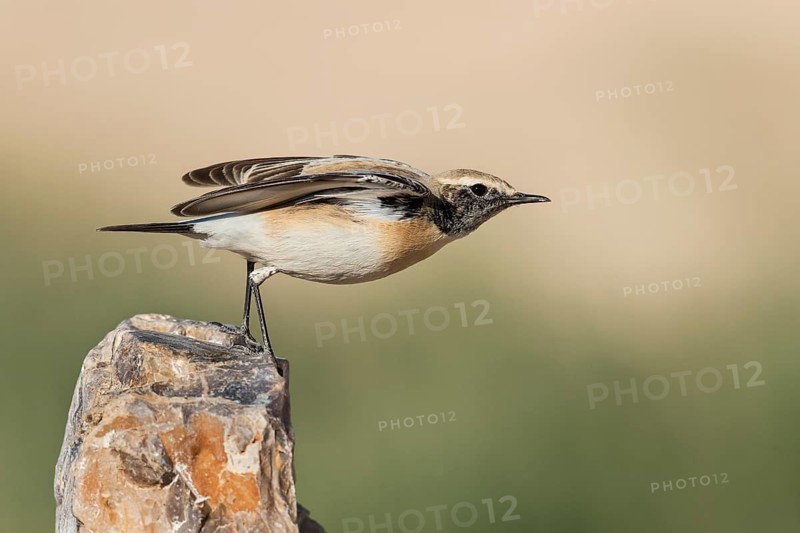 Desert Wheatear (Oenanthe deserti homochroa) taking flight, Eilat, Israel
