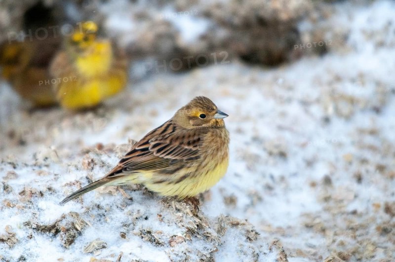 Emberiza citrinella, goldammer, yellowhammer, birds, female, passeri, songbirds, birds, female, winter