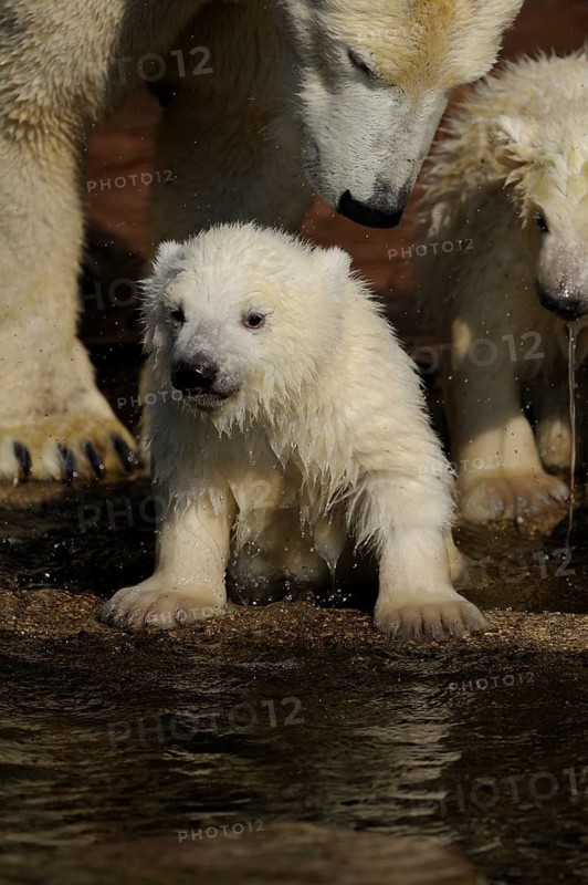 Two polar bear cubs are protected by an adult bear in the water, polar bear (Ursus genus maritimus), captive